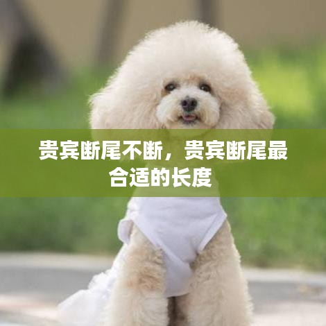 贵宾断尾不断，贵宾断尾最合适的长度 