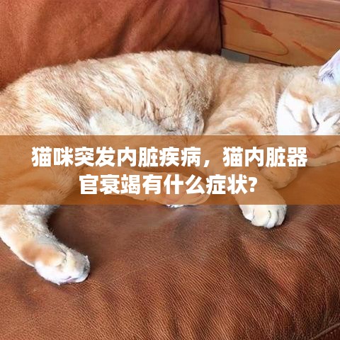 猫咪突发内脏疾病，猫内脏器官衰竭有什么症状? 