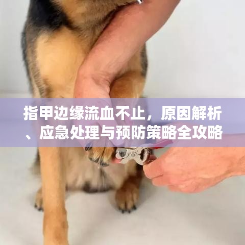 指甲边缘流血不止，原因解析、应急处理与预防策略全攻略