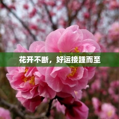 花开不断，好运接踵而至