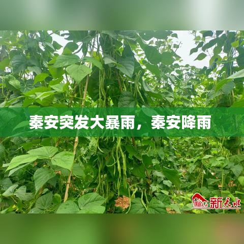 秦安突发大暴雨，秦安降雨 