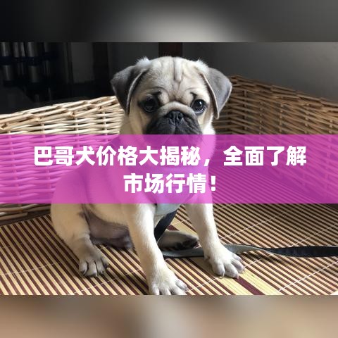巴哥犬价格大揭秘，全面了解市场行情！