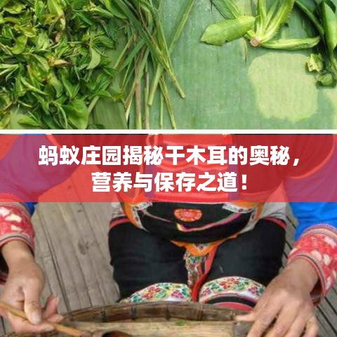 蚂蚁庄园揭秘干木耳的奥秘，营养与保存之道！