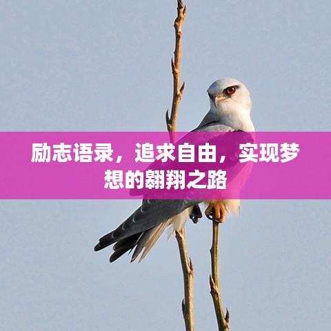 励志语录，追求自由，实现梦想的翱翔之路