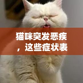 猫咪突发恶疾，这些症状表现你必须知道