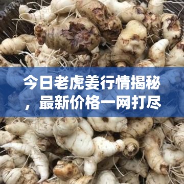 今日老虎姜行情揭秘，最新价格一网打尽！
