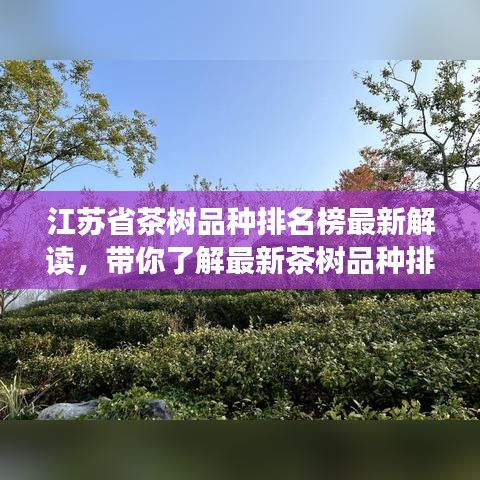 江苏省茶树品种排名榜最新解读，带你了解最新茶树品种排名资讯！