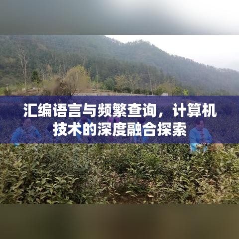 汇编语言与频繁查询，计算机技术的深度融合探索