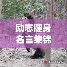 励志健身名言集锦，激发无尽动力，迈向健康人生！