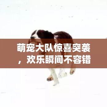 萌宠大队惊喜突袭，欢乐瞬间不容错过！
