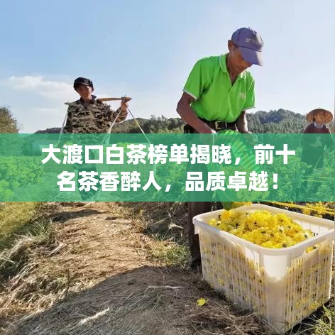 大渡口白茶榜单揭晓，前十名茶香醉人，品质卓越！