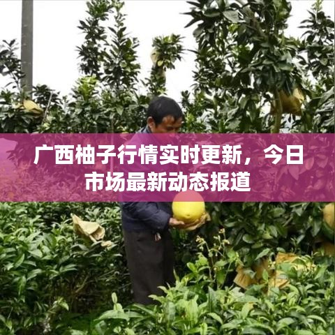 广西柚子行情实时更新，今日市场最新动态报道