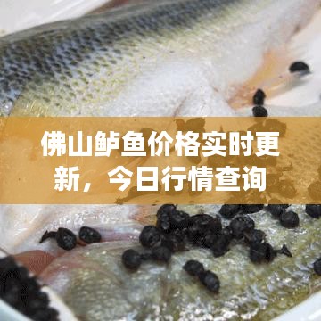 佛山鲈鱼价格实时更新，今日行情查询