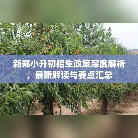 新郑小升初招生政策深度解析，最新解读与要点汇总