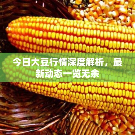 今日大豆行情深度解析，最新动态一览无余