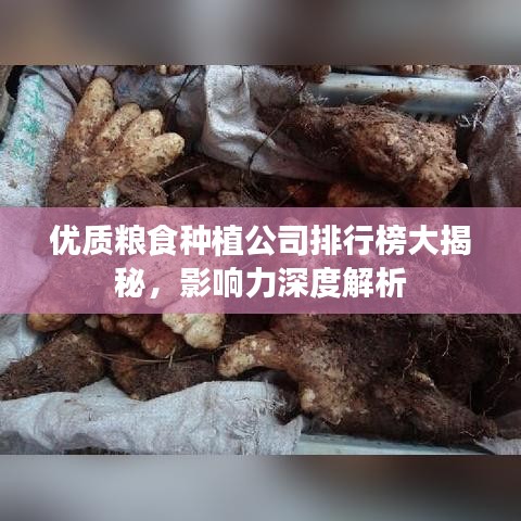 优质粮食种植公司排行榜大揭秘，影响力深度解析