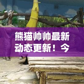 熊猫帅帅最新动态更新！今日揭秘最新消息！