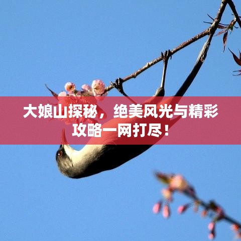 大娘山探秘，绝美风光与精彩攻略一网打尽！