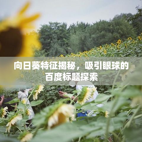 向日葵特征揭秘，吸引眼球的百度标题探索