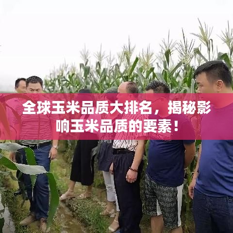 全球玉米品质大排名，揭秘影响玉米品质的要素！