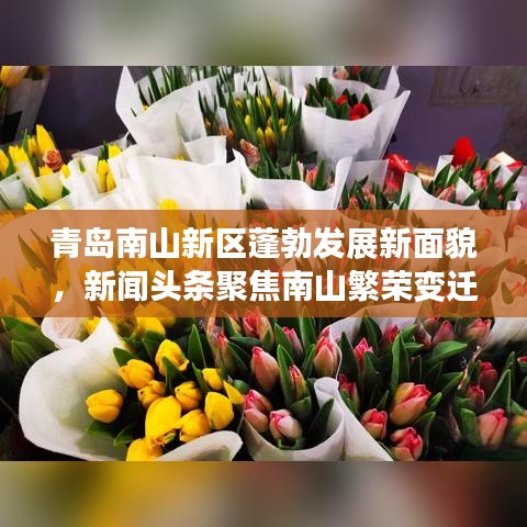 青岛南山新区蓬勃发展新面貌，新闻头条聚焦南山繁荣变迁