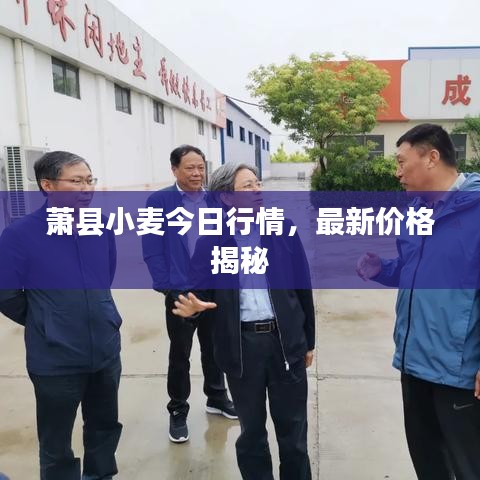 萧县小麦今日行情，最新价格揭秘