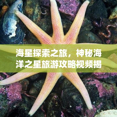 海星探索之旅，神秘海洋之星旅游攻略视频揭秘！