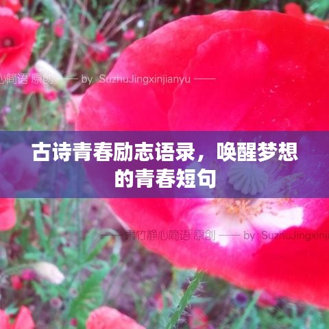 古诗青春励志语录，唤醒梦想的青春短句