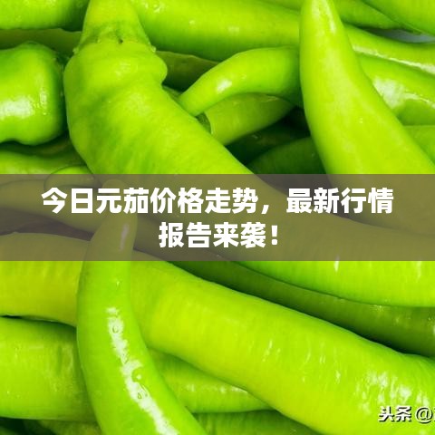 今日元茄价格走势，最新行情报告来袭！