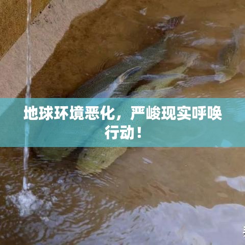 地球环境恶化，严峻现实呼唤行动！