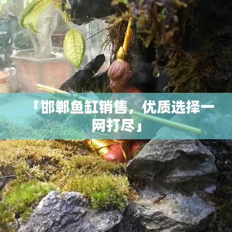 「邯郸鱼缸销售，优质选择一网打尽」
