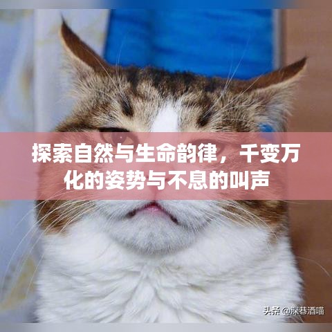 探索自然与生命韵律，千变万化的姿势与不息的叫声