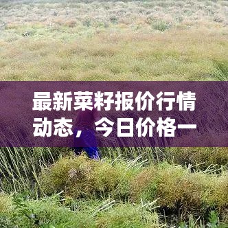 最新菜籽报价行情动态，今日价格一网打尽！