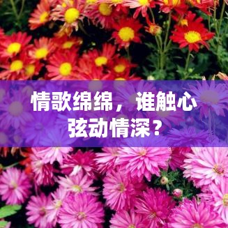 情歌绵绵，谁触心弦动情深？