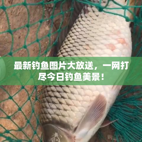 最新钓鱼图片大放送，一网打尽今日钓鱼美景！