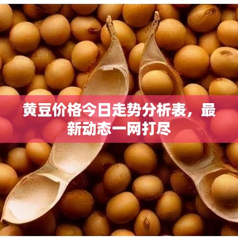 黄豆价格今日走势分析表，最新动态一网打尽