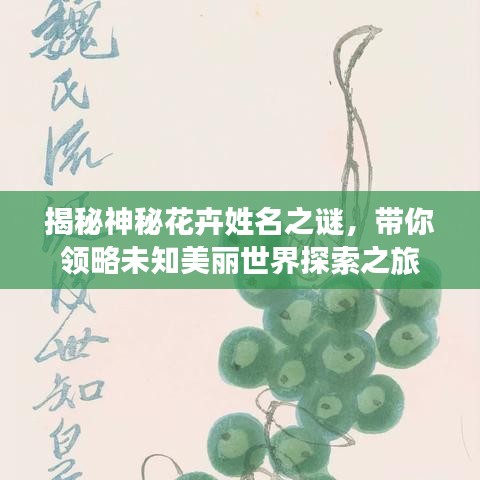 揭秘神秘花卉姓名之谜，带你领略未知美丽世界探索之旅