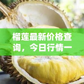 榴莲最新价格查询，今日行情一目了然！